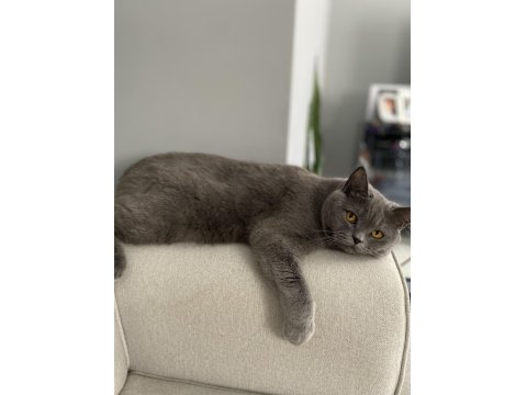 Acil Sahiplendirme British Kedimiz 4 Yaşında