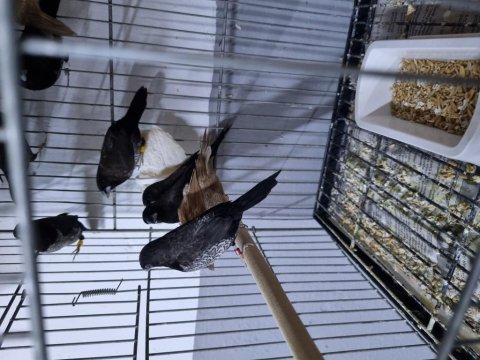 Şok Kampanya Vasıflı Mokka Kuşlar