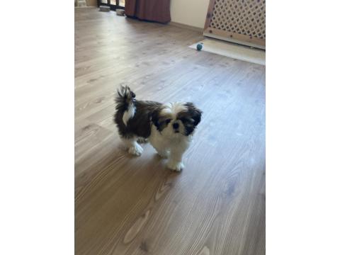 3 Aylık Shih Tzu Erkek