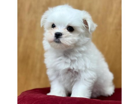 Dünya Tatlısı Maltese Yavruları