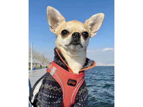 Sıfır Numara 1 Kilo 300 Gram Chihuahua