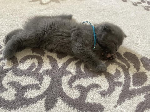 British Shorthair Kedimiz