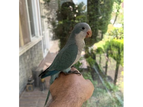 Yeme Düşmüş Mavi Mutasyon Full Evcil Monk Papağanımız