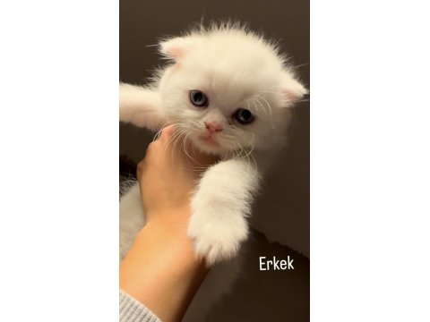 Sahiplendirmeye Hazır 5 Kardeş Kedimiz