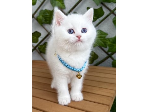 Kar Beyazı Dişi Ve Erkek British Shorthair