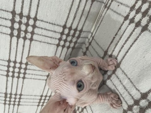 Odd Eyes Ve Elf Kulak Kanada Sfenks Yavrular