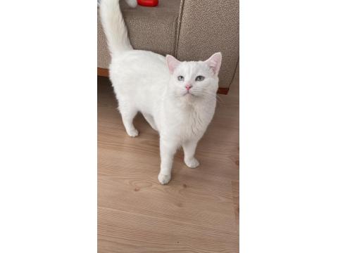 Kedimiz Aresimizi Sahiplendiriyoruz