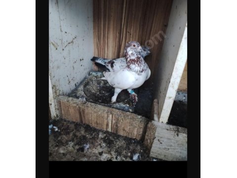 Kırmızı Şallı Erkek Tip Güvercin