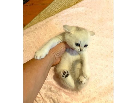 Yakışıklı Mavi Gözlü Minnak British Shorthair