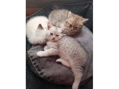 Top Kafa Yüksek Kalite Irk British Yavrular