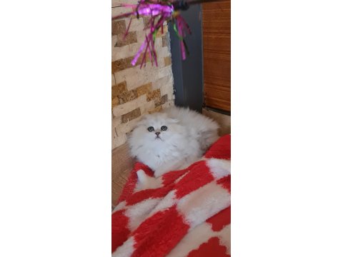 Sahiplendirme Kediler (Görüşülür)