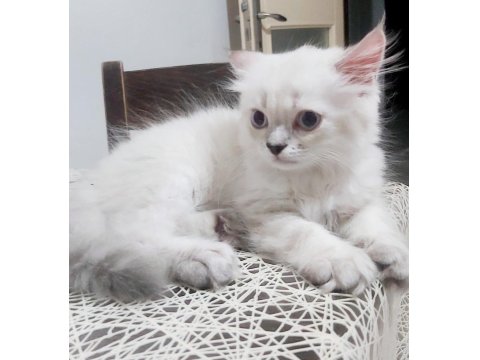 Scottish Straight Red Point Silver Erkek 21 Nisan Doğumlu