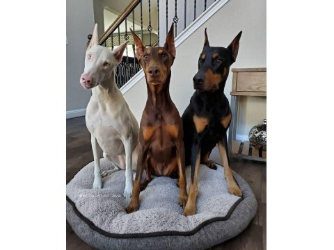 Sağlık Ve Irk Garantili Doberman