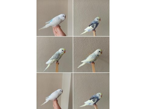 Yeni Yeme Düşmüş Uysal Renk Güzeli Yavru Muhabbet Kuşlar