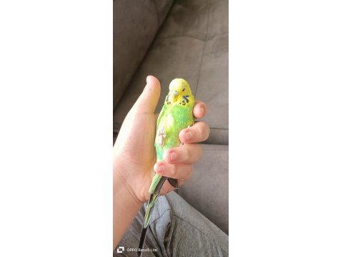 Uygun Muhabbet Kuşu