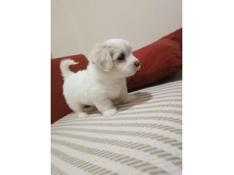 Oldukça Sevimli Orijinal Maltese Bebeklerimiz