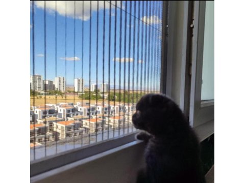 Scottish Fold Henüz 2 Aylık