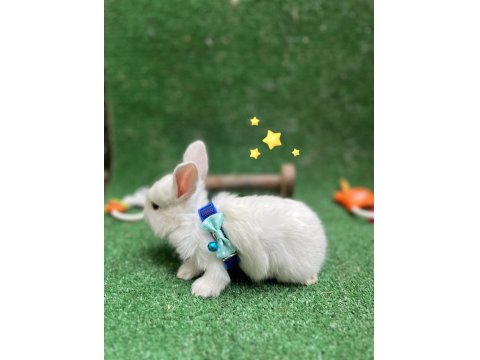 Tatlı Tavşan Yavruları İstanbul