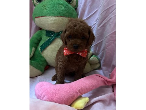 Teacup Ve Toy Poodle 1.5 Aylık Irk Garantili
