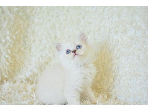 Boncuk Gözlü Silver British Longhair