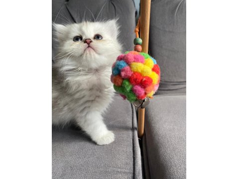 Safkan Ns1133 Silver British Bebekler