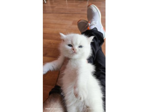 Scottish Straight Yavrum