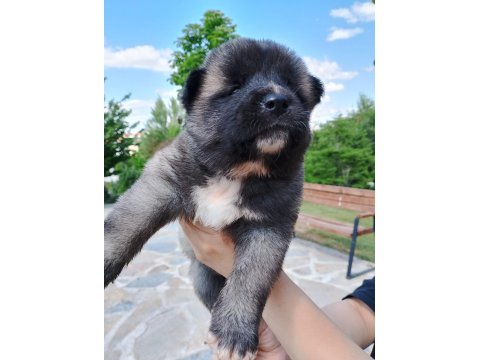 Safkan Amerikan Akitalar Yavrularımız