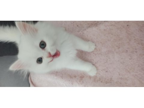 60 Günlük Sağlıklı Yavru Kediler