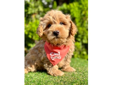Sevimli Maltipoo Yavrular