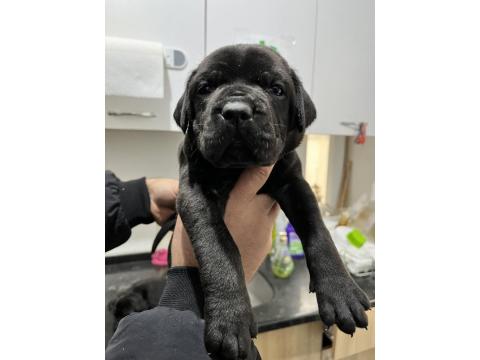 Sadece Kalite Cane Corso Köpekler