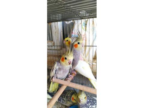 Yavru Yetişkin Sultan Papağanı