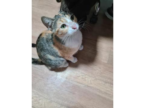 Bu Tatlı Dişi Kedimize Acil Yuva Arıyoruz