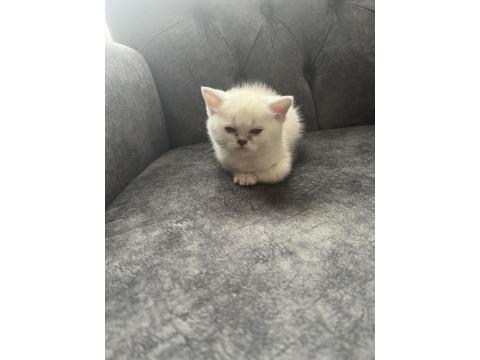 A Kalite Lynx Point Erkek Yavru Kedimiz