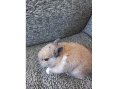 Safkan Cüce Tavşanı