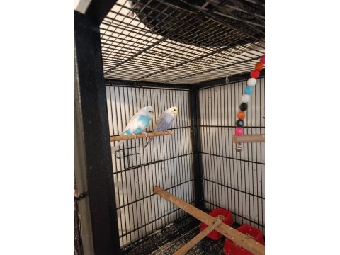 Yerli Ve Rainbow Muhabbet Kuşu Yavrular Ve Anaçlar