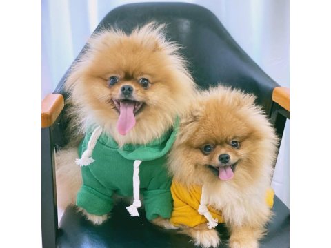 Teddy Bear Pomeranian Yavru Köpekleri