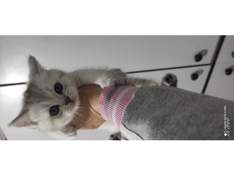 Uygun 6 Nisan Doğumlu Silver 3 Erkek Yavru Kediler