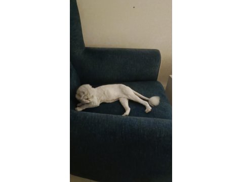 Silver Point Scottish Fold