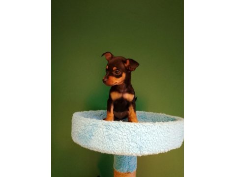 Sevgililer Gününe Özel Mini Pinscher Bebeklerimiz