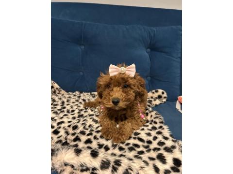 Toy Poodle Bebişler