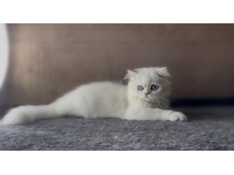 Yakışıklı British Longhair Oğlum Lukas