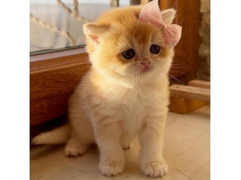 Saf Kan Şecereli Golden British Shorthair Ny12