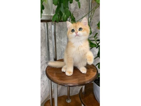 Dünya Güzeli Golden British Shorthair