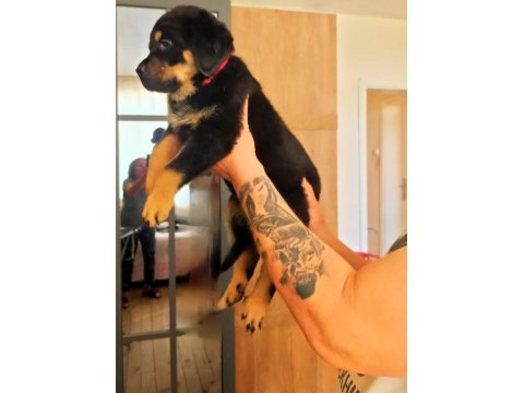 Safkan Dişi Rottweiler Yavru Köpekler