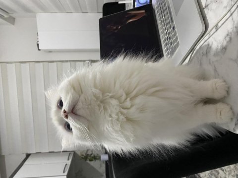 Güzel British Longhair Kızımıza Yeni Yuva Arıyoruz