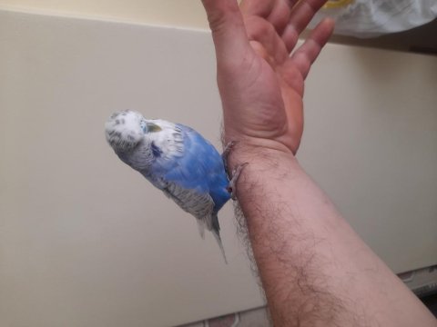 Renk Güzeli Jumbo Muhabbet Kuşlar