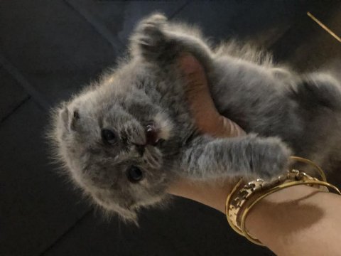 Bebek Gibi British Shorthair Yavrular