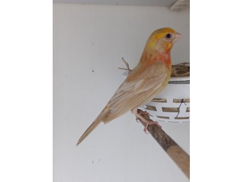 Erkek Mutasyon Meksika Çütresi