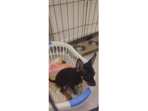 3 Aylık Minyatür Pinscher
