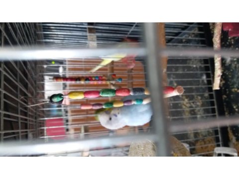 Genç Erkek Muhabbet Kuşu